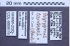 Etiketten zu Agrypnus candezei (NHMW-ZOO-COL-0008116)